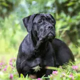 Majestuoso cane corso negro descansa entre flores silvestres y vegetación verde, con una mirada serena y atenta.