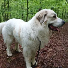 Majestuoso mastín del Pirineo, con su pelaje blanco y denso, pasea por un sendero boscoso cubierto de hojas secas.
