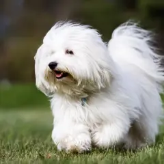 Un adorable coton de tulear corre feliz por el césped, su pelaje blanco ondea al viento.