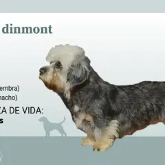 Un perro dandie dinmont terrier, con su distintivo copete blanco y pelaje gris y canela, posa junto a información sobre su tamaño y peso.