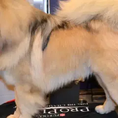 Majestuoso dogo del Tíbet, con su denso pelaje dorado y manchas oscuras, posa con orgullo.