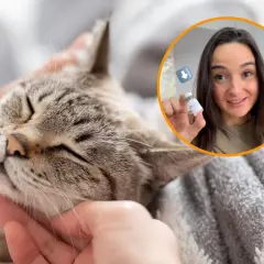 Gato relajado mientras una mujer muestra una vacuna para la alergia a gatos.