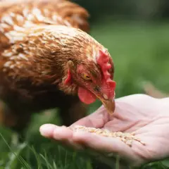 Gallina comiendo de una mano, cuidando su salud para prevenir la gripe aviar.