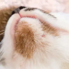 Primer plano del mentón de un gato con pequeños puntos rojos y negros, indicativos de acné en gatos.
