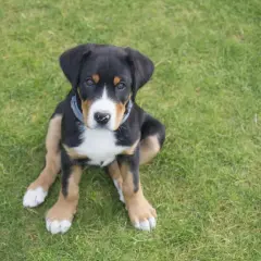 Un cachorro de boyero de Entlebuch, con su pelaje tricolor y ojos curiosos, sentado en la hierba verde.