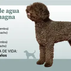 Perro de agua de Romagna con pelaje rizado marrón, de pie, con información sobre tamaño, peso y esperanza de vida.