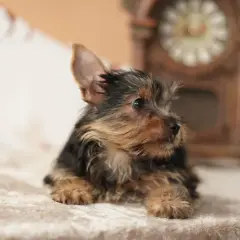 Un adorable cachorro fox terrier mini, con su pelaje oscuro y dorado, descansa sobre una manta suave.