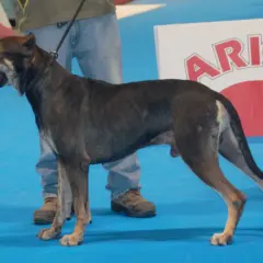 Un alano español con orejas, de pie sobre una alfombra azul, con su dueño a su lado.