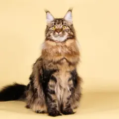 Majestuoso maine coon gigante, con su pelaje atigrado y ojos dorados, posa con elegancia sobre fondo amarillo.