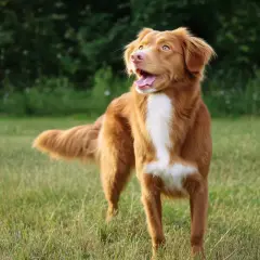 Un perro Nova Scotia Duck Tolling Retriever, con pelaje rojizo y blanco, mira hacia la derecha con la boca abierta en un campo verde.