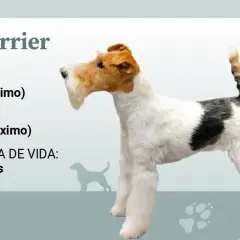 Un perro fox terrier pelo duro, con pelaje blanco, negro y marrón, se muestra de perfil.