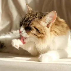 Gato atigrado blanco y marrón se lame la pata, buscando remedios caseros para eliminar bolas de pelo en gatos.