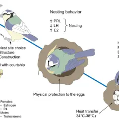 Ilustración que detalla cómo se reproducen los pájaros: construcción del nido, hormonas, anidación, incubación y protección de los huevos.