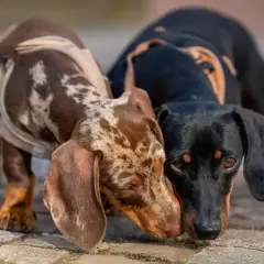 Dos perros salchicha teckel, uno atigrado y otro negro, se saludan con sus hocicos.