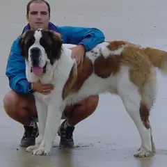 Hombre agachado con un san bernardo gigante en la playa.