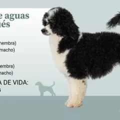 Perro de aguas portugués, un can de pelaje rizado blanco y negro, con información sobre su tamaño, peso y esperanza de vida.