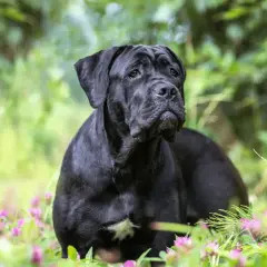 Majestuoso cane corso negro descansa entre flores silvestres y vegetación verde, con una mirada serena y atenta.