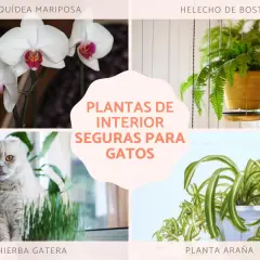 Orquídea mariposa, helecho de Boston, hierba gatera y planta araña: fotos de plantas no tóxicas para gatos.