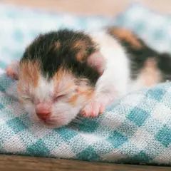 Un tierno gato de 3 semanas, con pelaje tricolor, duerme plácidamente sobre una manta a cuadros.
