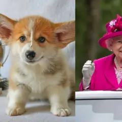 Un tierno cachorro corgi con trofeos y la Reina Isabel con su característico traje rosa.