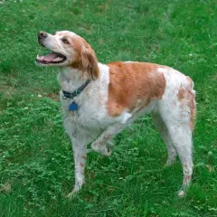 Un perro bretón marrón y blanco, con la boca abierta y una pata levantada, disfruta del césped verde.