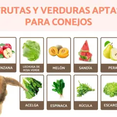 Un conejo adorable mira hacia unas espinacas, indicando que los conejos pueden comer espinacas, junto a otras frutas y verduras aptas.