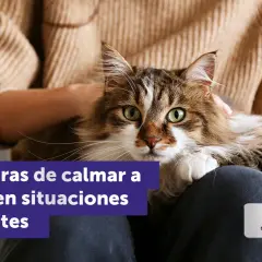 Un gato atigrado de pelo largo, con ojos verdes brillantes, descansa en el regazo de una persona. El texto indica "14 maneras de calmar a tu gato en situaciones estresantes".
