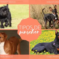 Affenpinscher, miniatura, austríaco y Dóberman: conoce los tipos de pinscher miniatura y sus diferencias.