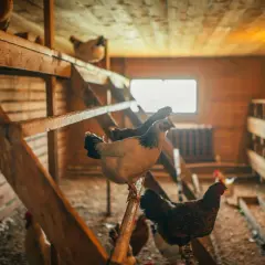 En el gallinero, una cría de gallinas se posa en una percha de madera. Otras gallinas se mueven por el suelo y en las perchas superiores.