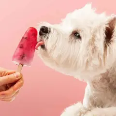 Un perro blanco disfruta de helados caseros para perros, lamiendo un palito de fruta roja sobre fondo rosa.