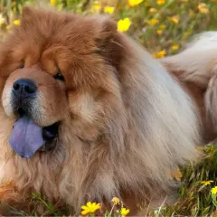 Perro chow chow con lengua azul descansa feliz entre flores amarillas.