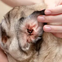 Mano revisa la oreja de un perro pug con signos de sarna, enrojecimiento e irritación.
