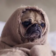 Un pug envuelto en una manta, con cara de "mi perro tiene mocos que le puedo dar".