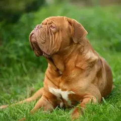 Un majestuoso dogo de burdeos descansa en la hierba verde, su piel rojiza y arrugada resalta contra el follaje.