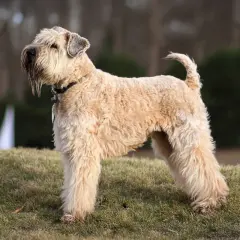 Un Irish Soft Coated Wheaten Terrier de pelaje dorado y ondulado, con su característica barba, posa en un césped.