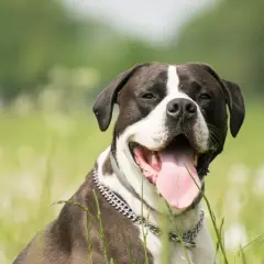 Un perro que no ladra, con su lengua rosada fuera, disfruta del campo verde.