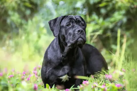 Majestuoso cane corso negro descansa entre flores silvestres y vegetación verde, con una mirada serena y atenta.