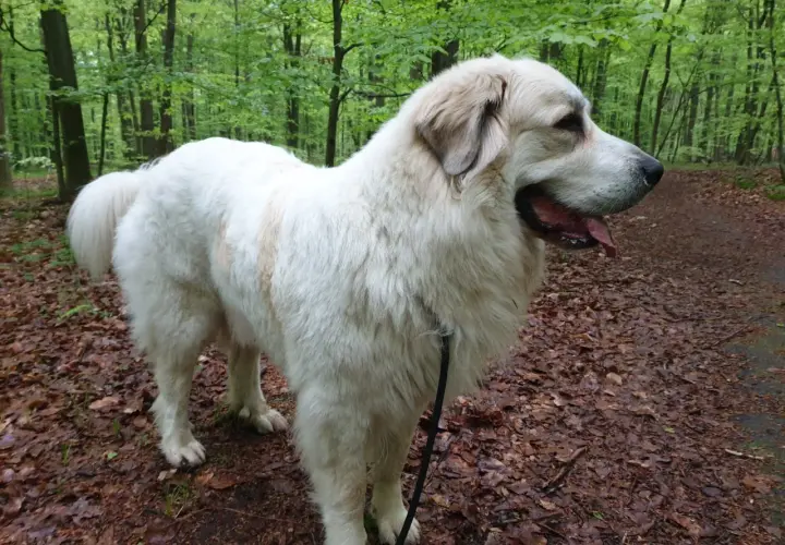 Majestuoso mastín del Pirineo, con su pelaje blanco y denso, pasea por un sendero boscoso cubierto de hojas secas.