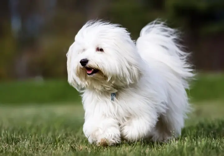 Un adorable coton de tulear corre feliz por el césped, su pelaje blanco ondea al viento.