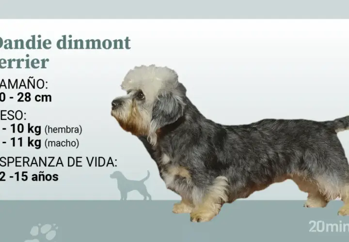Un perro dandie dinmont terrier, con su distintivo copete blanco y pelaje gris y canela, posa junto a información sobre su tamaño y peso.