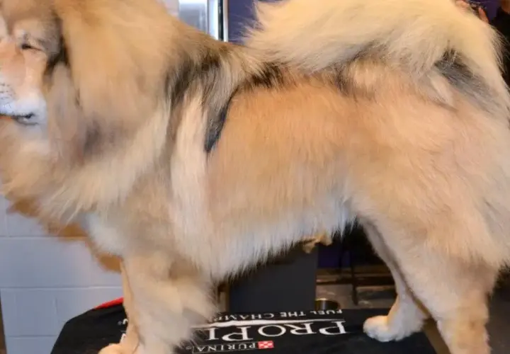 Majestuoso dogo del Tíbet, con su denso pelaje dorado y manchas oscuras, posa con orgullo.