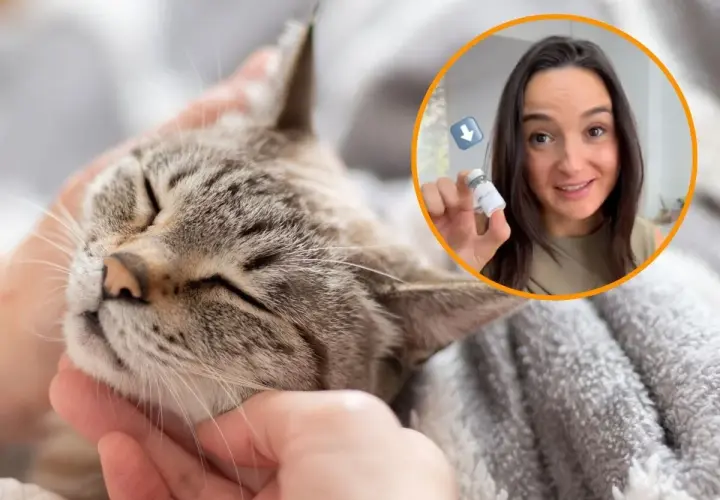 Gato relajado mientras una mujer muestra una vacuna para la alergia a gatos.