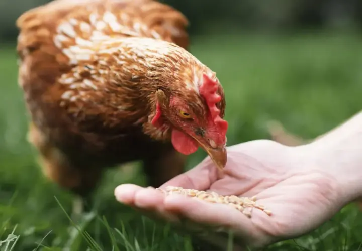 Gallina comiendo de una mano, cuidando su salud para prevenir la gripe aviar.