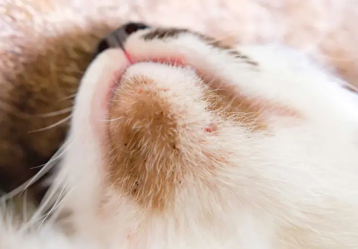 Primer plano del mentón de un gato con pequeños puntos rojos y negros, indicativos de acné en gatos.