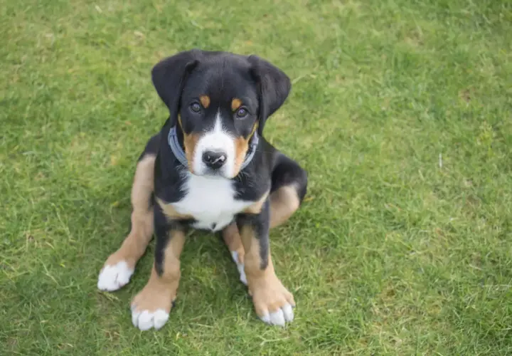 Un cachorro de boyero de Entlebuch, con su pelaje tricolor y ojos curiosos, sentado en la hierba verde.