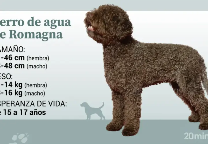 Perro de agua de Romagna con pelaje rizado marrón, de pie, con información sobre tamaño, peso y esperanza de vida.