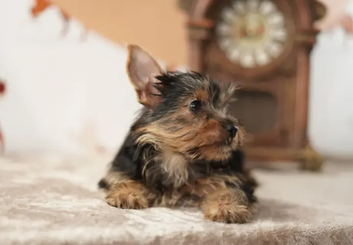 Un adorable cachorro fox terrier mini, con su pelaje oscuro y dorado, descansa sobre una manta suave.