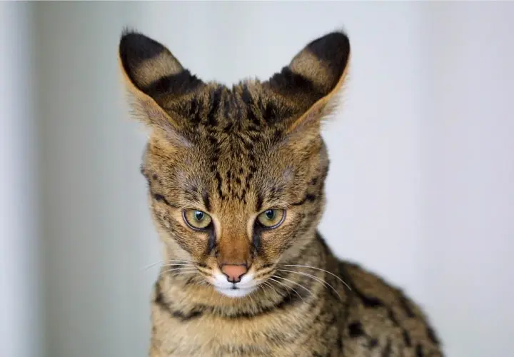 Gato Savannah de tamaño impresionante, con orejas grandes y atigradas, y ojos verdes penetrantes.