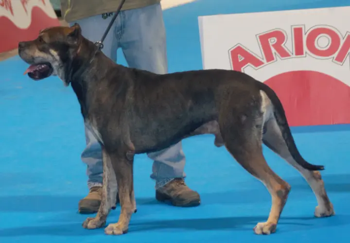 Un alano español con orejas, de pie sobre una alfombra azul, con su dueño a su lado.