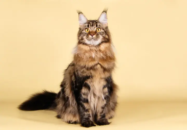 Majestuoso maine coon gigante, con su pelaje atigrado y ojos dorados, posa con elegancia sobre fondo amarillo.